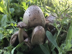 Coprinopsis atramentaria