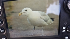 Larus argentatus