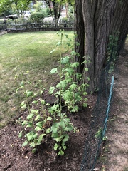 Ginkgo biloba