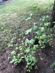 Ginkgo biloba