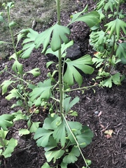Ginkgo biloba
