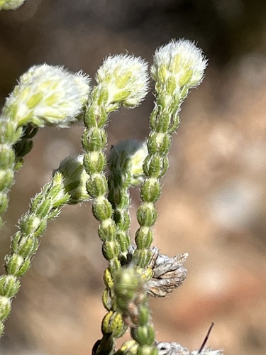 Image of Erica senilis by (c) Dave U, some rights reserved (CC BY-SA)