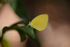 Pyrisitia dina