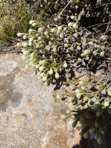 Image of Erica senilis by (c) Dave U, some rights reserved (CC BY-SA)