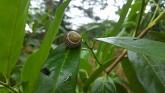 Cepaea