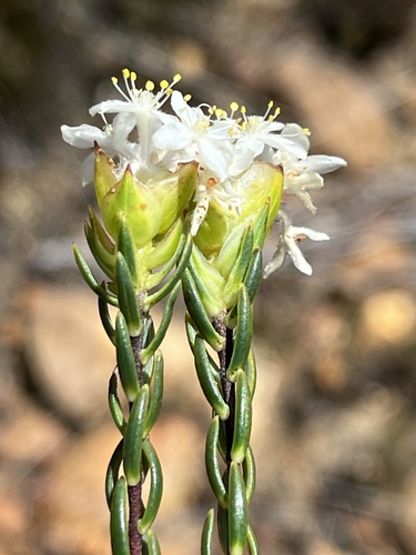 Image of Lachnaea naviculifolia by (c) Dave U, some rights reserved (CC BY-SA)
