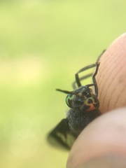 Chrysops carbonarius