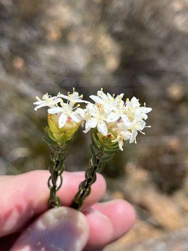 Image of Lachnaea naviculifolia by (c) Dave U, some rights reserved (CC BY-SA)