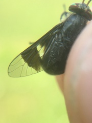 Chrysops carbonarius