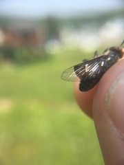 Chrysops carbonarius