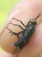 Chrysops carbonarius