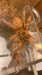 Pterinochilus murinus