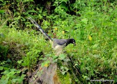 Urocissa flavirostris