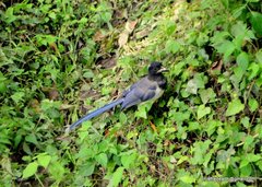 Urocissa flavirostris