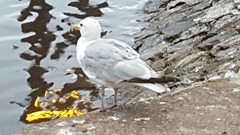 Larus argentatus