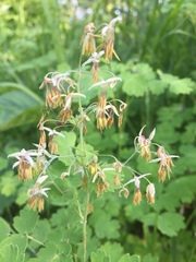Thalictrum confine