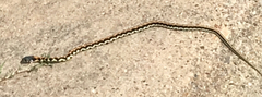 Thamnophis cyrtopsis ocellatus