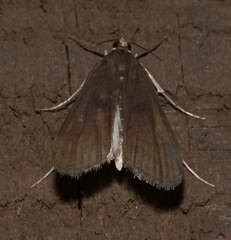 Elophila gyralis