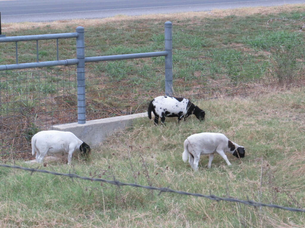Texas Ranch Goats Domestic Goat from Gillespie County, TX, USA on October 24, 2024 at 07: ...