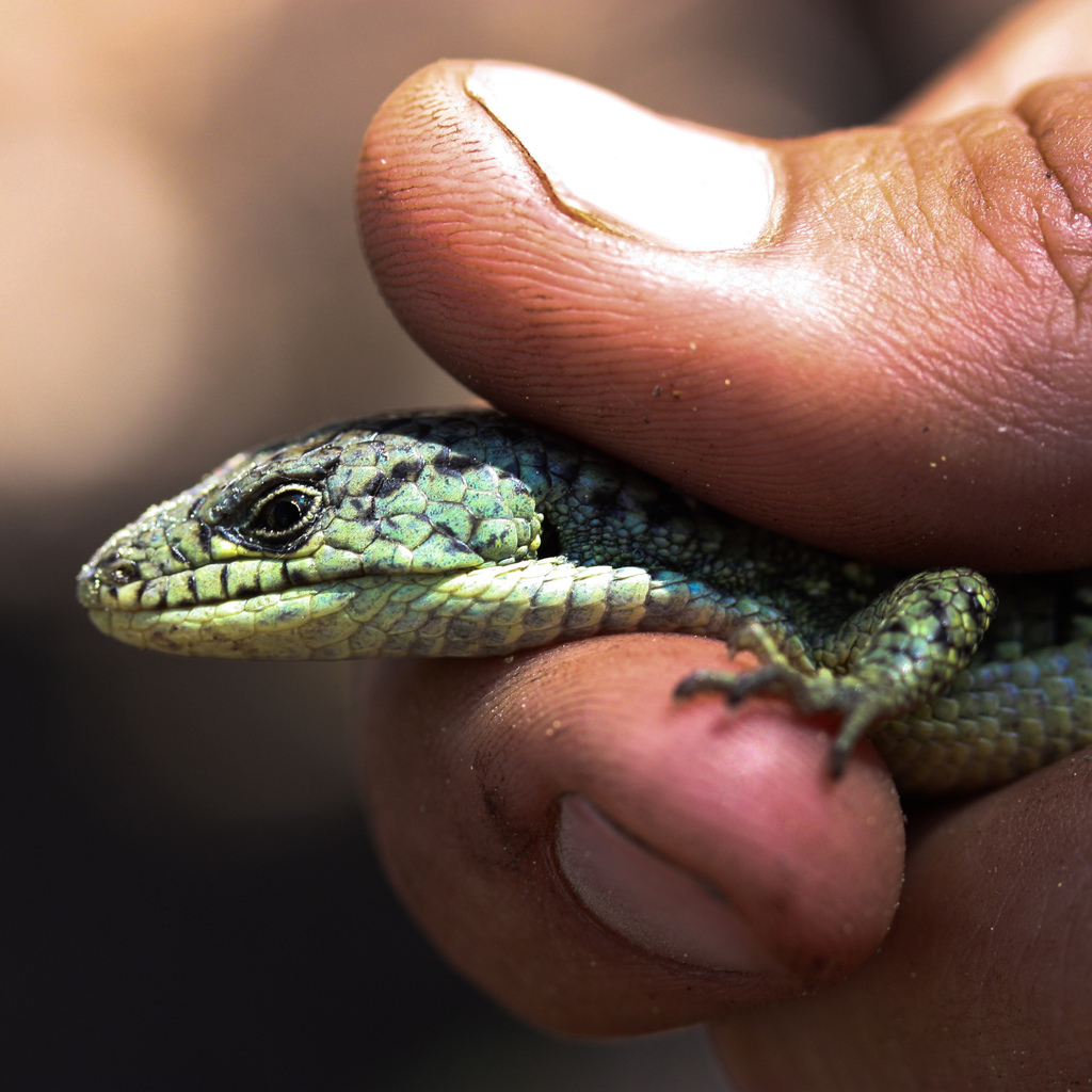 Sierra Alligator Lizard