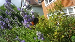 Bombus lapidarius