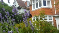 Bombus lapidarius