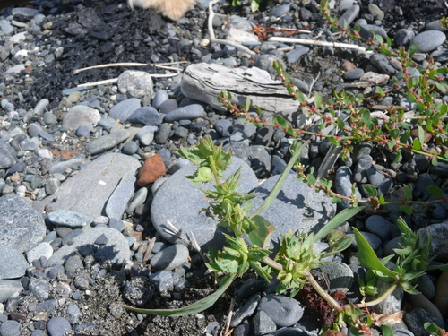 Alaska Orache (Atriplex alaskensis)