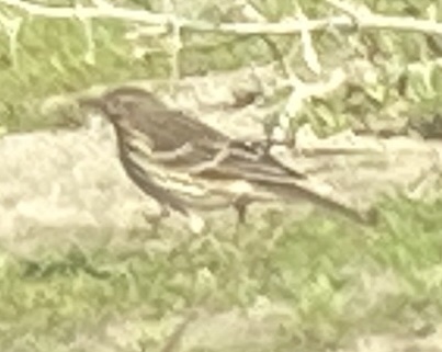 Siberian Pipit illustration