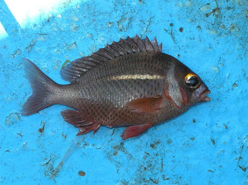 Whitecheek monocle bream (Scolopsis vosmeri) — Nemipteridae — 2