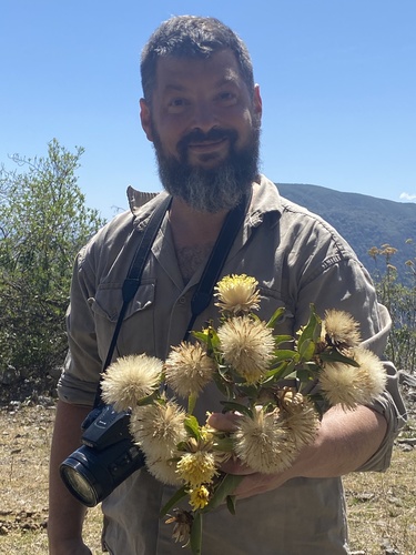 Hyaloseris salicifolia, 2024-09-28