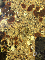 Testudinalia testudinalis