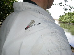 Hetaerina fuscoguttata