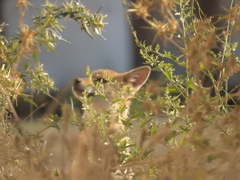 Canis aureus syriacus