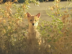 Canis aureus syriacus