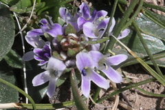 Lagotis brachystachya