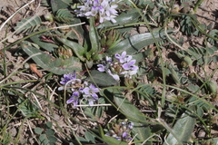 Lagotis brachystachya