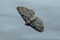 Eupithecia mutata