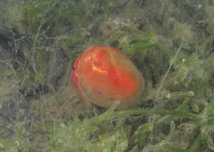 Cyzicus californicus