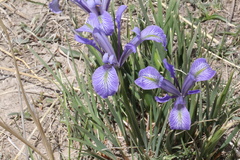 Iris loczyi
