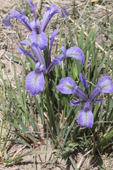 Iris loczyi