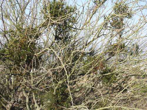 Image of Phoradendron quadrangulare by (c) Leonel Roget, some rights reserved (CC BY)
