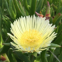 Carpobrotus edulis