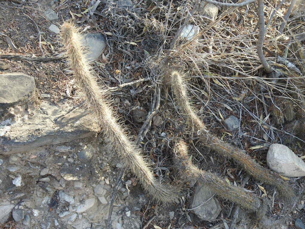 Cleistocactus baumannii (Lem.) Lem. 2