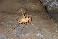 Ceuthophilus variegatus