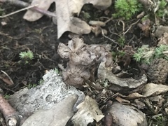 Craterellus calyculus