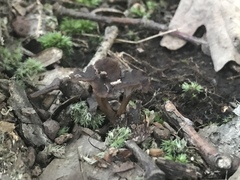 Craterellus calyculus