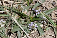 Lagotis brachystachya