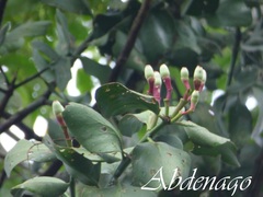 Struthanthus cassythoides