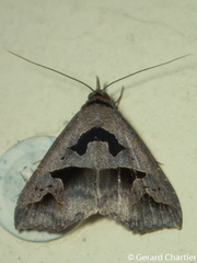 Tephriopis divulsa