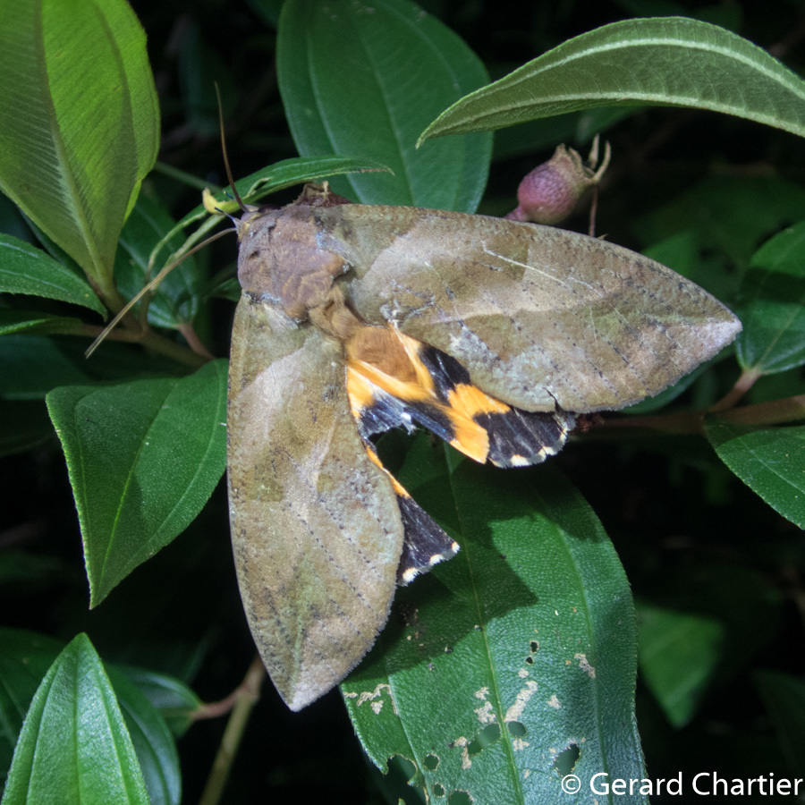 Observation of Eudocima phalonia (Common Fruit-piercing Moth) - Gee Nature